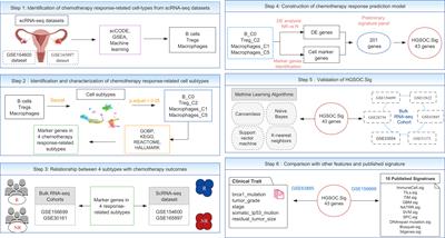 A chemotherapy response prediction model derived from tumor-promoting B and Tregs and proinflammatory macrophages in HGSOC